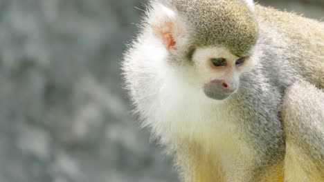 retrato de un adorable mono ardilla sentado en una roca mirando alrededor durante el día en costa rica - primer plano de la naturaleza salvaje