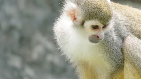 portrait of adorable squirrel monkey sitting on rock looking around daytime in costa rica - wild nature close-up