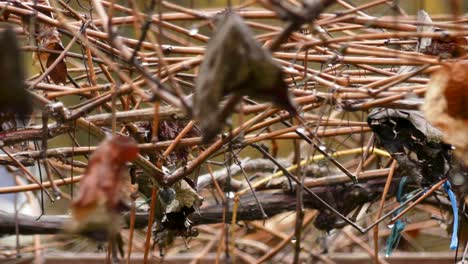 closeup of empty vineyard on farm in rain, dry leaves swing, before winter