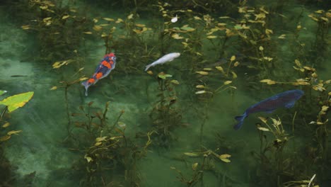 koi fish swimming in slow motion at the monet pond, seki, gifu japan