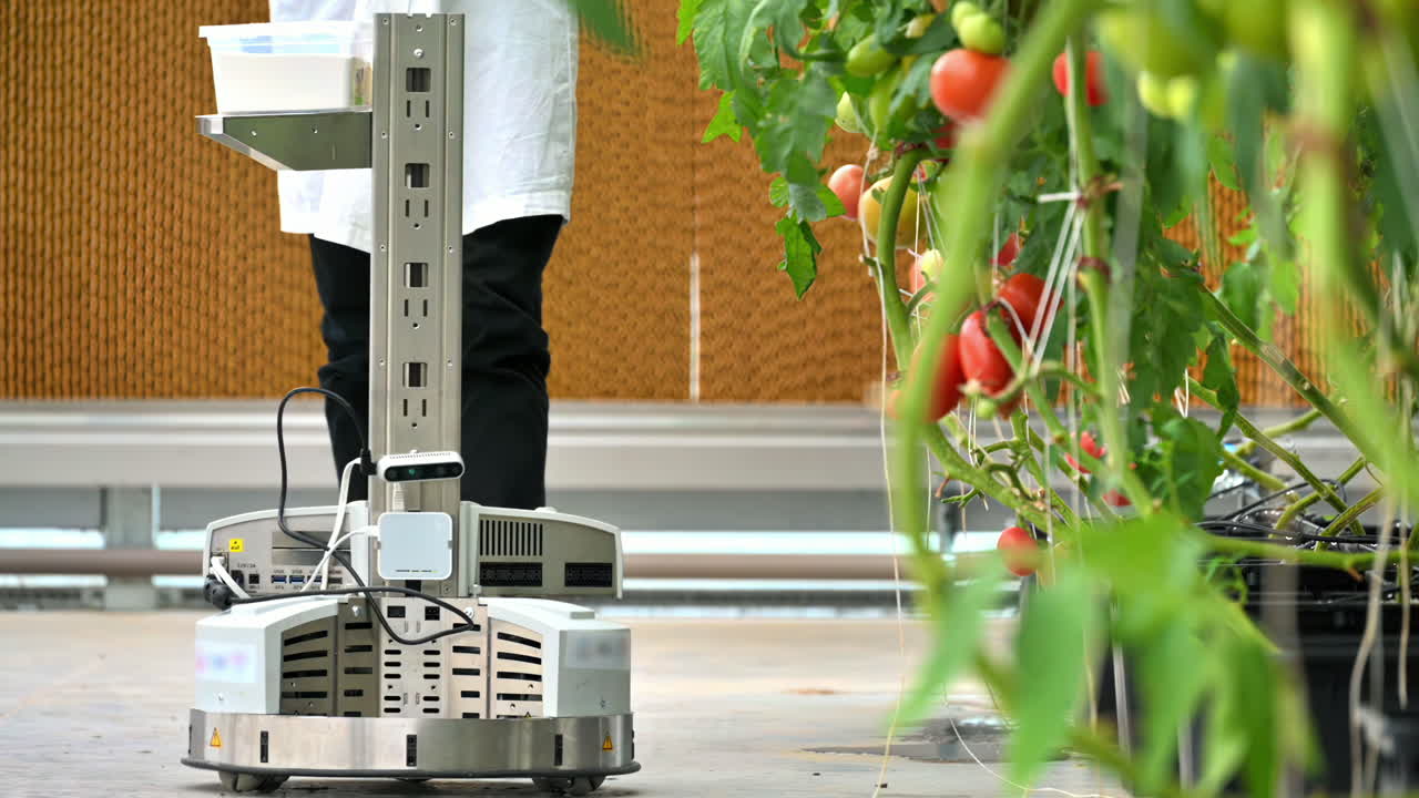 Mobile robotics station and laboratory technician moving near rows of tomatoes in a greenhouse farm