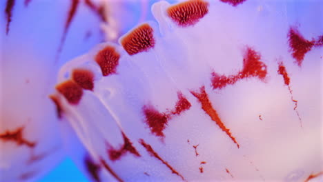 fascinante primer plano de gelatina de rayas púrpuras, fondo azul