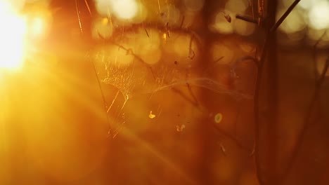 the play of light and delicate spiders web