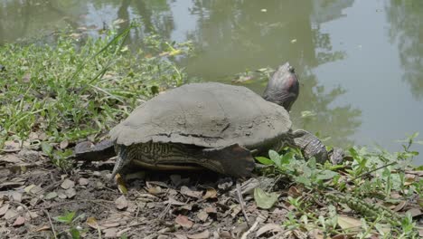 la tortuga se relaja en la hierba al lado de la piscina