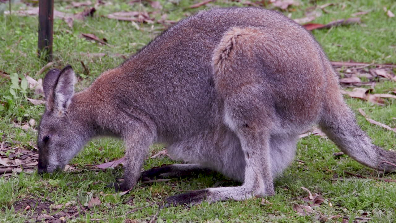A kangaroo feeding on a grassy area during a sunny afternoon, with a baby joey snug in its pouch.