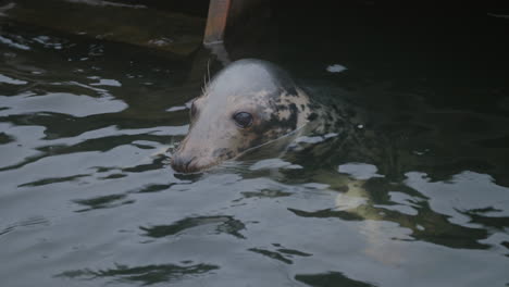 Sea-Testigo-De-Una-Foca-Común-Asomándose-Sobre-La-Superficie-Del-Agua-En-El-Museo-Al-Aire-Libre-Skansen-En-Estocolmo,-Suecia