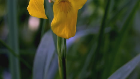 close-up of a yellow iris flower