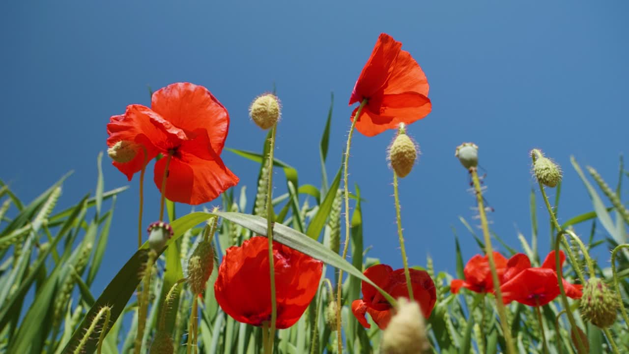 푸른 하늘 아래에서 찍은 녹색 작물 배경을 가진 야생 양귀비의 자연 스프링 필드 슈퍼 슬로우 모션 슈퍼 슬로우 모션 낮은 각도 샷 푸른 하늘 복사 공간