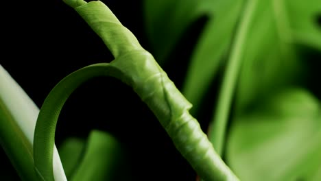 hoja rodante de monstera deliciosa planta de interior. de cerca