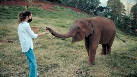 woman feeding a baby elephant in thailand