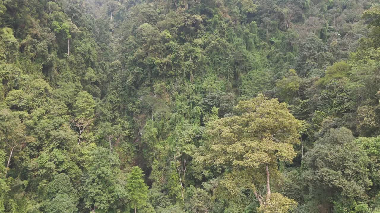 Fly above Ha Giang’s dense, green jungle. This stunning aerial footage captures the untouched beauty of Vietnam’s thick forests and lush landscapes in all their natural glory.