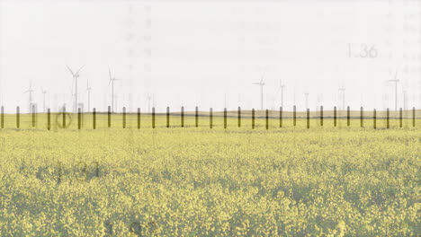canola field spreading across farmland, wind turbines spinning behind flat digital chart overlay