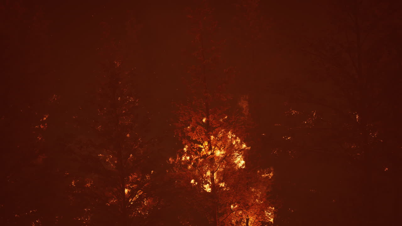 Wildfire brucia il terreno nella foresta