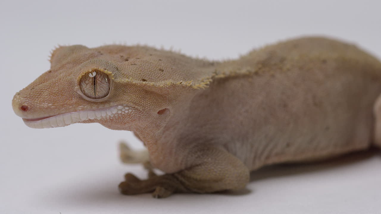 Crested gecko isolated on white background - close up on side of head and eye