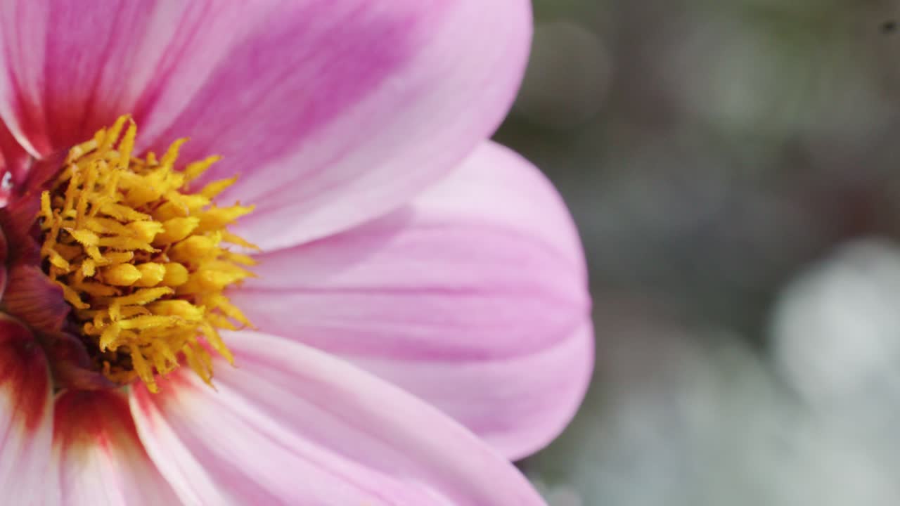 A bumblebee actively gathers pollen from a vibrant pink flower, captured in close-up with natural daylight and a shallow depth of field