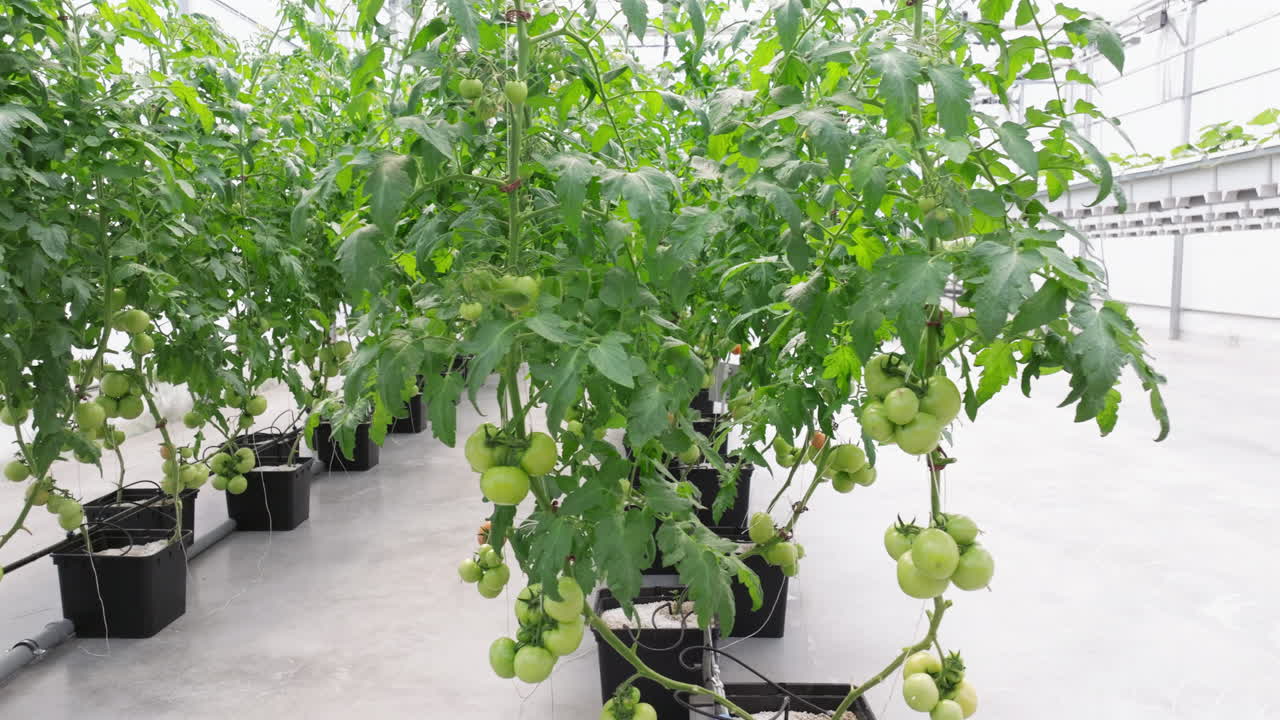 File di pomodori che crescono in una serra