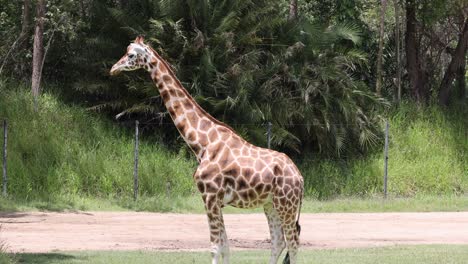 una jirafa se pasea tranquilamente a través de un paisaje natural