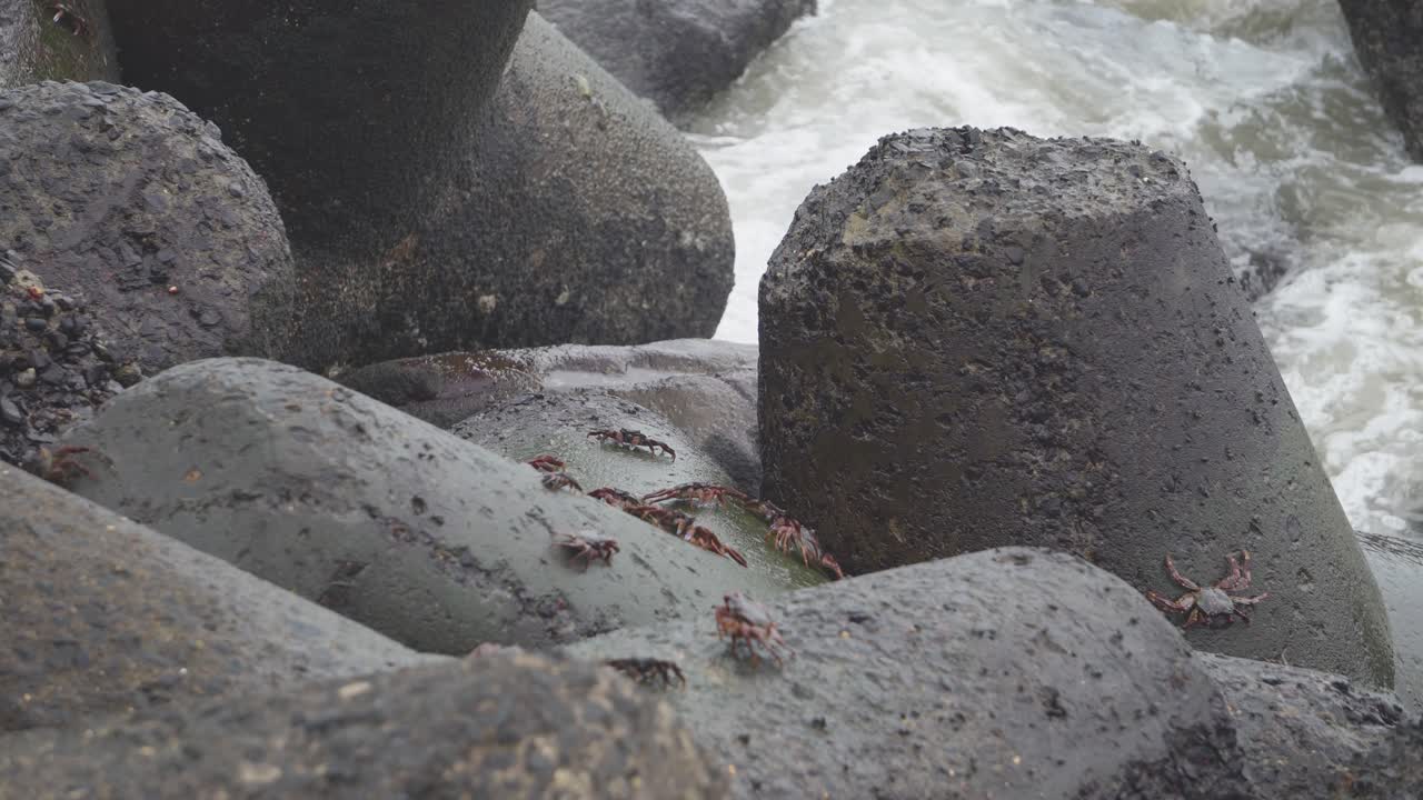 Group of Soldier crabs or genus Dotilla on rock boulders of ocean coast at marine drive mumbai