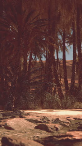 palm trees in a desert oasis