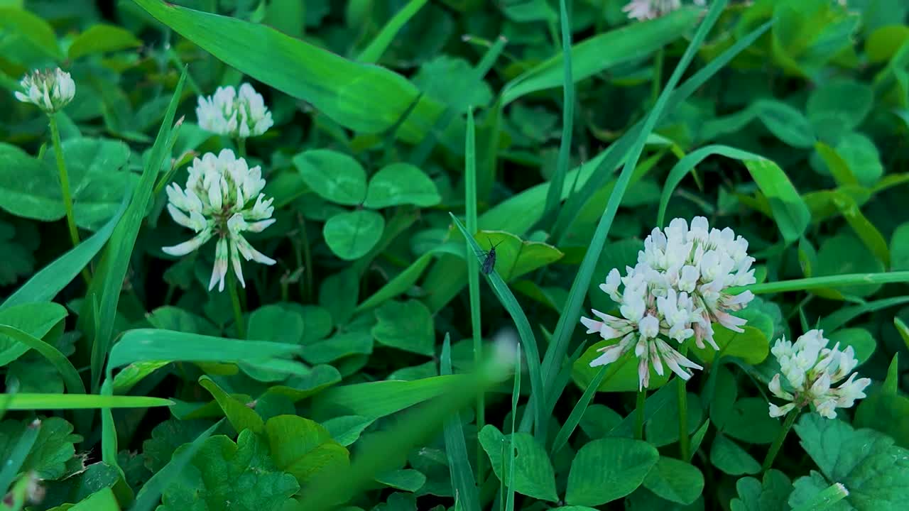 Several Small Clovers in grass with slighty breeze