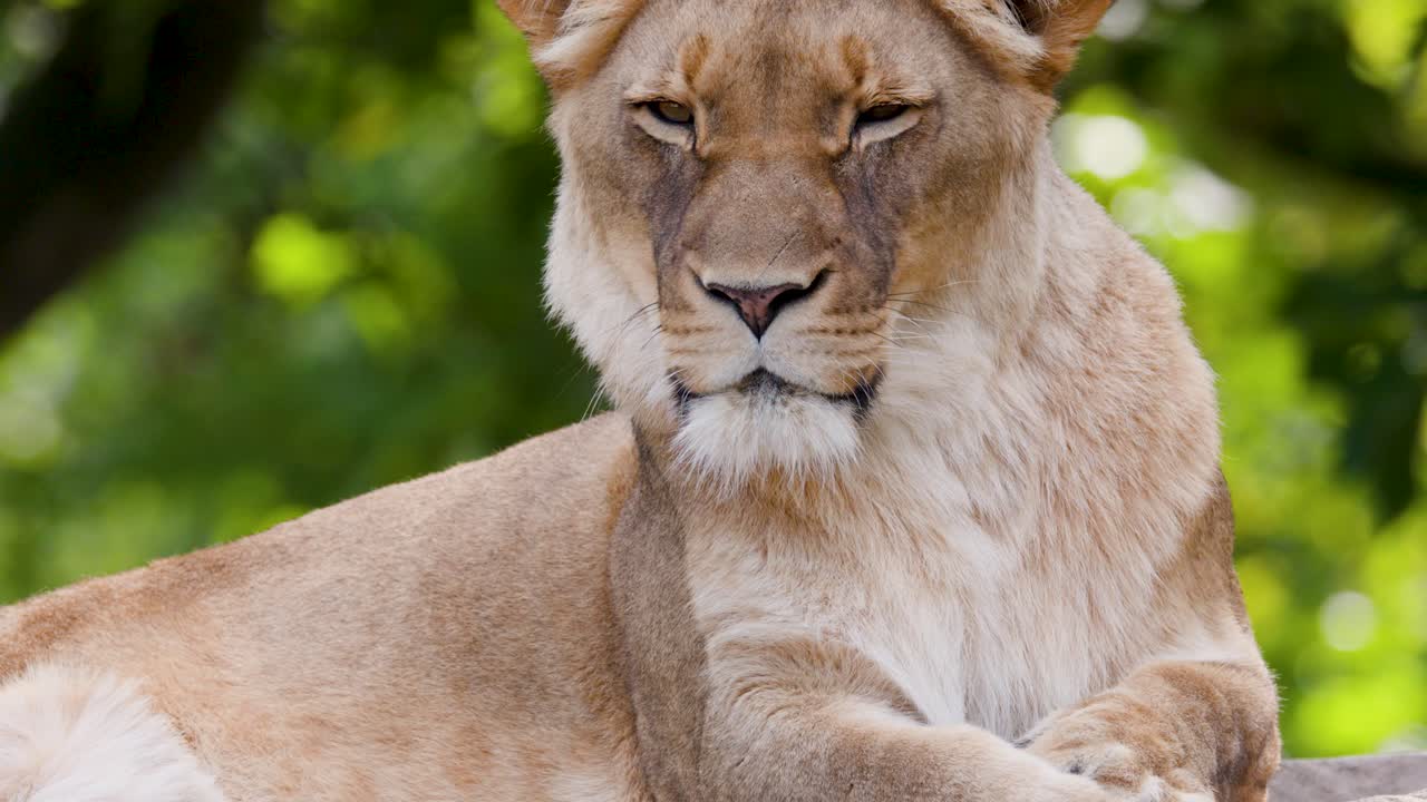 Calm lioness lounges on rock, surrounded by greenery, soft daylight, minimal camera movement, tranquil mood
