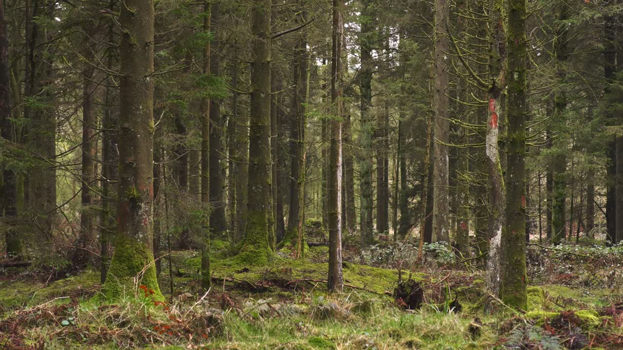 Una foresta tranquilla con alberi ad alto fusto e muschio lussureggiante, ideale per documentari naturalistici, video di relax e progetti ambientali.