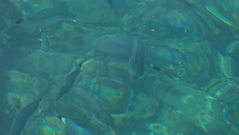 varios peces que nadan en aguas transparentes desde el exterior en el mar mediterráneo, islas baleares, españa