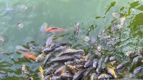 hungry fish gather in pond searching for food, aquaculture