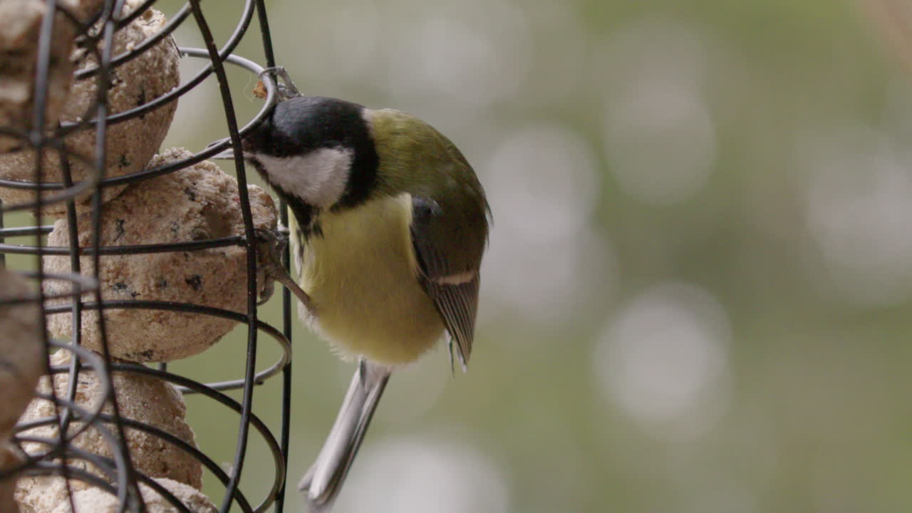 gran pájaro tit comiendo bolas gordas en un comedero para pájaros, cámara lenta de cerca