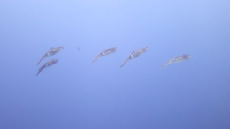 squid in the coral reef of the red sea of egypt, squid are rapid swimmers, moving by jet propulsion, and largely locate their prey by sight