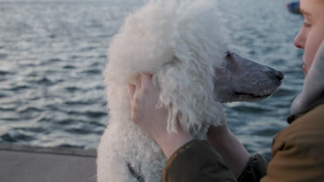 close up of woman petting smiling white standard poodle dog in slow motion