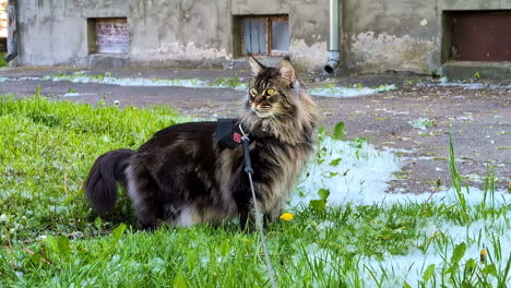 a maine coon cat on a leash exploring the grass outdoors - handheld shot