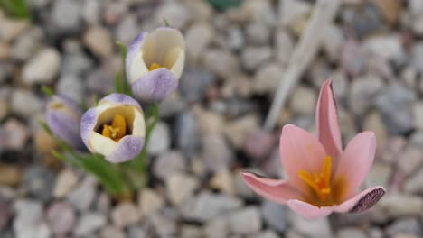 crocus pink alatavicus