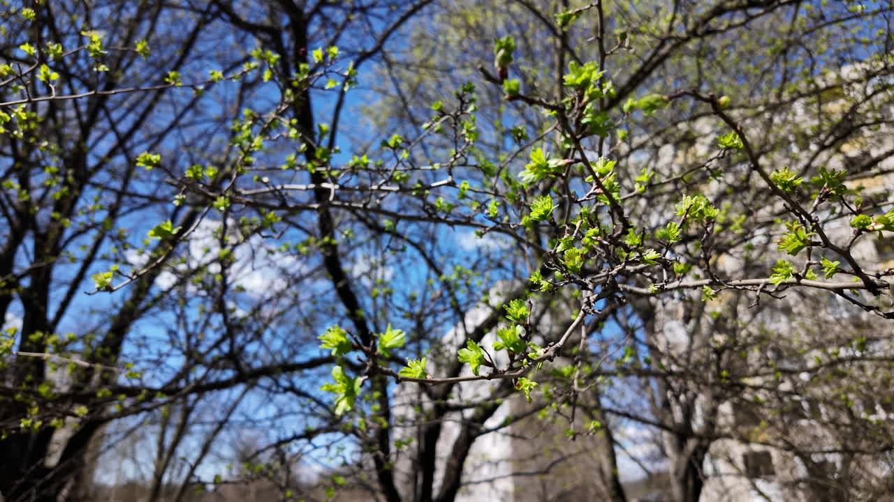 Tree branches with young green leaves in early spring