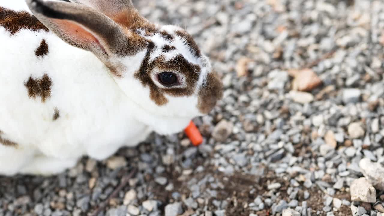 두 마리의 토끼가 함께 당근을 고 있다