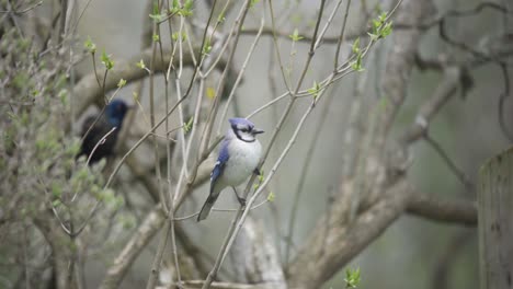 retrato de primer plano de un pájaro jay azul salvaje, grackle común volando en el fondo del bosque