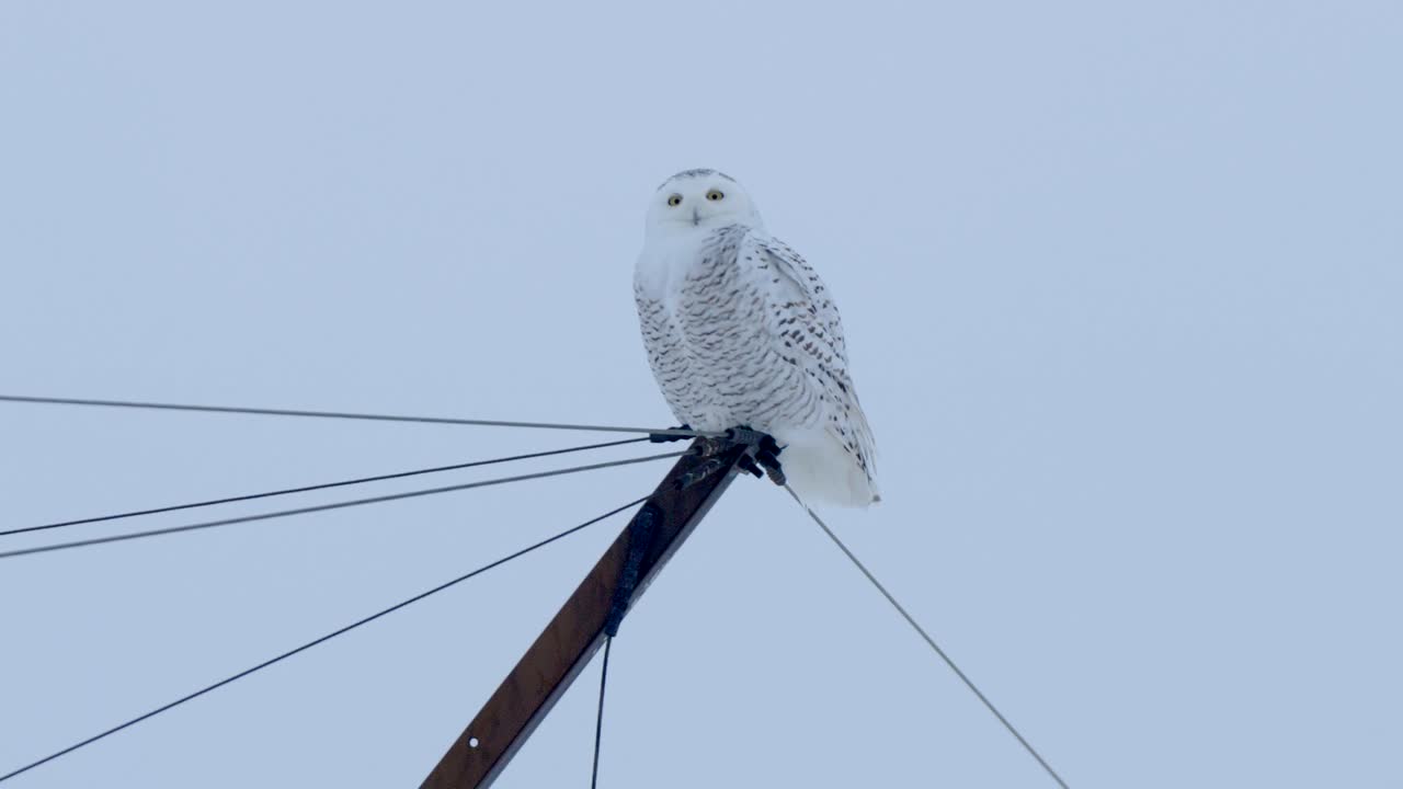 búho de nieve cazando en invierno aves silvestres tormenta de nieve del norte 4k naturaleza