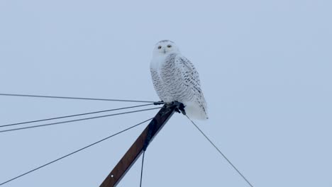 Schneeeule-Jagt-Winter-Tierwelt-Vögel-Nördlicher-Schneesturm-4k-Natur