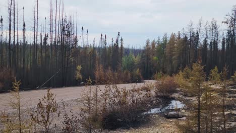 panning shot of a road in a forest with burnt trees due to a fire, canada