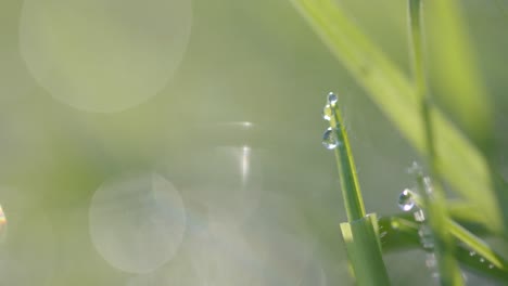 Close-up-of-backlit-grass-with-raindrops-on-sunny-day,-bokeh,-slow-motion