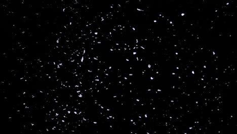 falling snow down on the black background