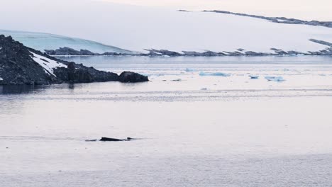 Humpback-Whale-Antarctica-Wildlife,-Whales-Surfacing,-Blowing-and-Breathing-Air-Through-Blowhole,-Diving-and-Swimming-in-Ocean-Sea-Water-at-Sunset,-Antarctic-Peninsula-Coastline