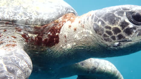 moving plane towards swimming turtles, aquatic camera