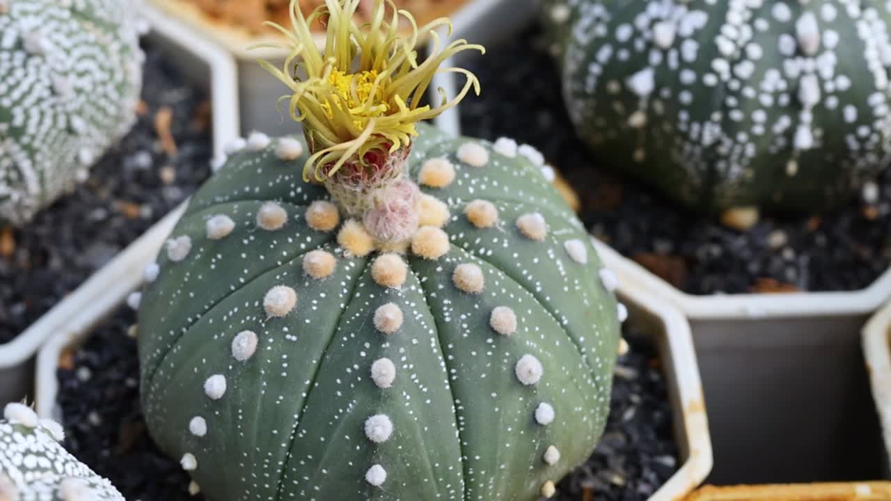 Detailed view of green cacti with white spots and yellow flowers in hexagonal pots.