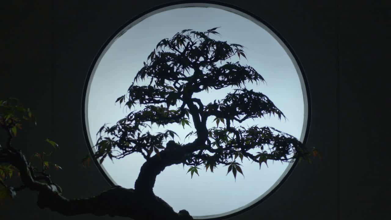 Mostrando una sequenza di fotogrammi che ritrae un bonsai con la chioma in equilibrio in una nicchia, con un cerchio retroilluminato e un vaso.