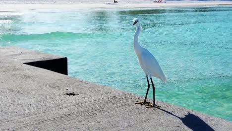 majestic white shiny heron standing tall, sun shines on him, posing for the camera, shot on the florida beach, sea waves in the background