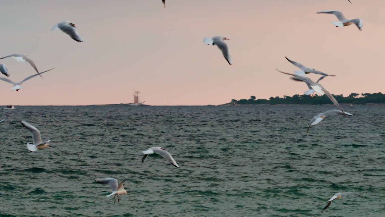 Group of seagulls flying dynamically over the sea at sunset, with a sailboat visible in the distance