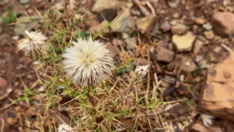 closeup of untkatara thorny weed in india, it is called "utkantak" in hindi is known as camel's thistle or globe thistle