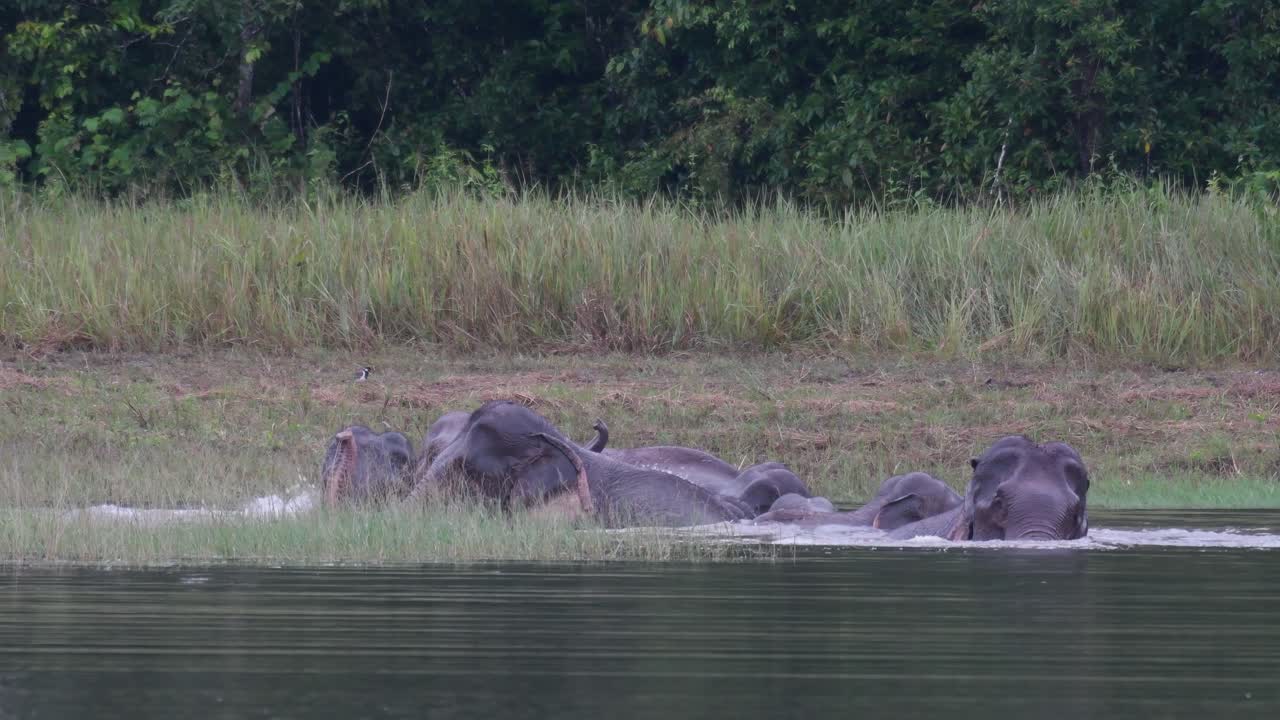 los elefantes asiáticos están en peligro y esta manada se divierte jugando y bañándose en un lago en el parque nacional khao yai