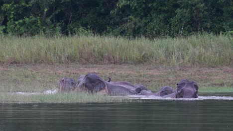 los elefantes asiáticos están en peligro y esta manada se divierte jugando y bañándose en un lago en el parque nacional khao yai